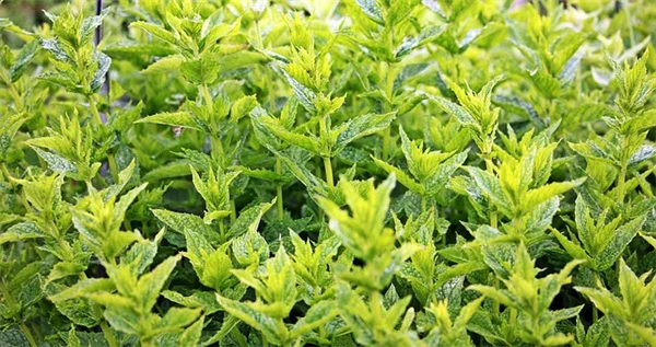 シモツケの拡散を止める効果的な方法と対策のコツ