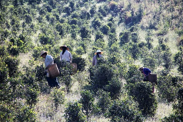 砂漠で竹栽培に挑戦！失敗しないための実践ガイド