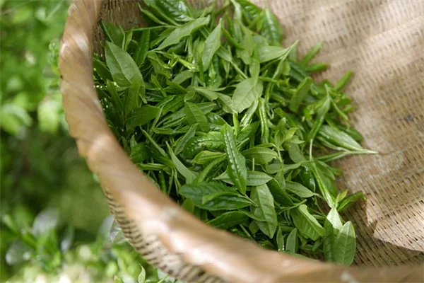 大丽花块茎活力检查超简单！3个步骤判断块茎健康