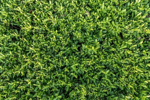 植物育成ライトの選び方と使い方のコツ：初心者でも失敗しない方法