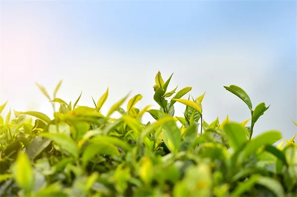11月のバラの冬支度、もう始めよう！来年の開花を決める5つの秘密