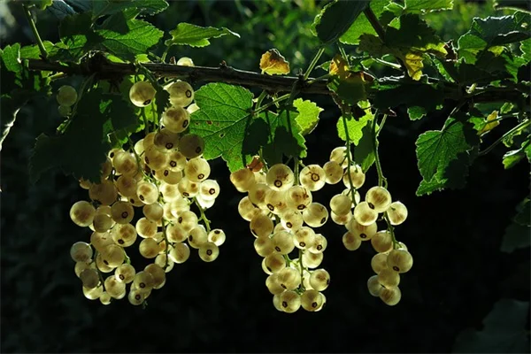 南向きの壁で失敗しない！暑さに強い植物の選び方と育て方のコツ