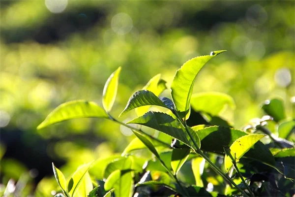 南向きの壁で失敗しない！暑さに強い植物の選び方と育て方のコツ